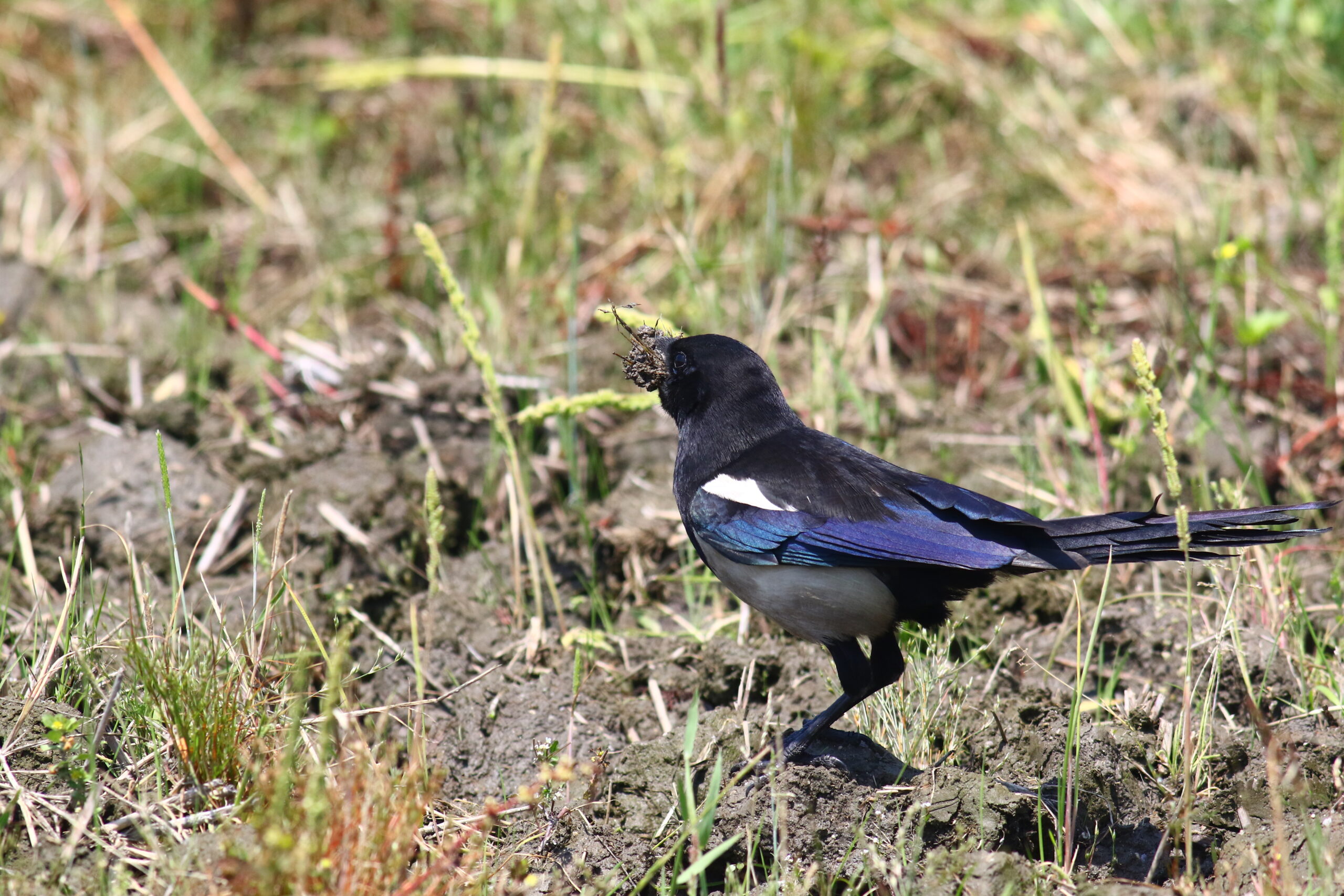 野鳥