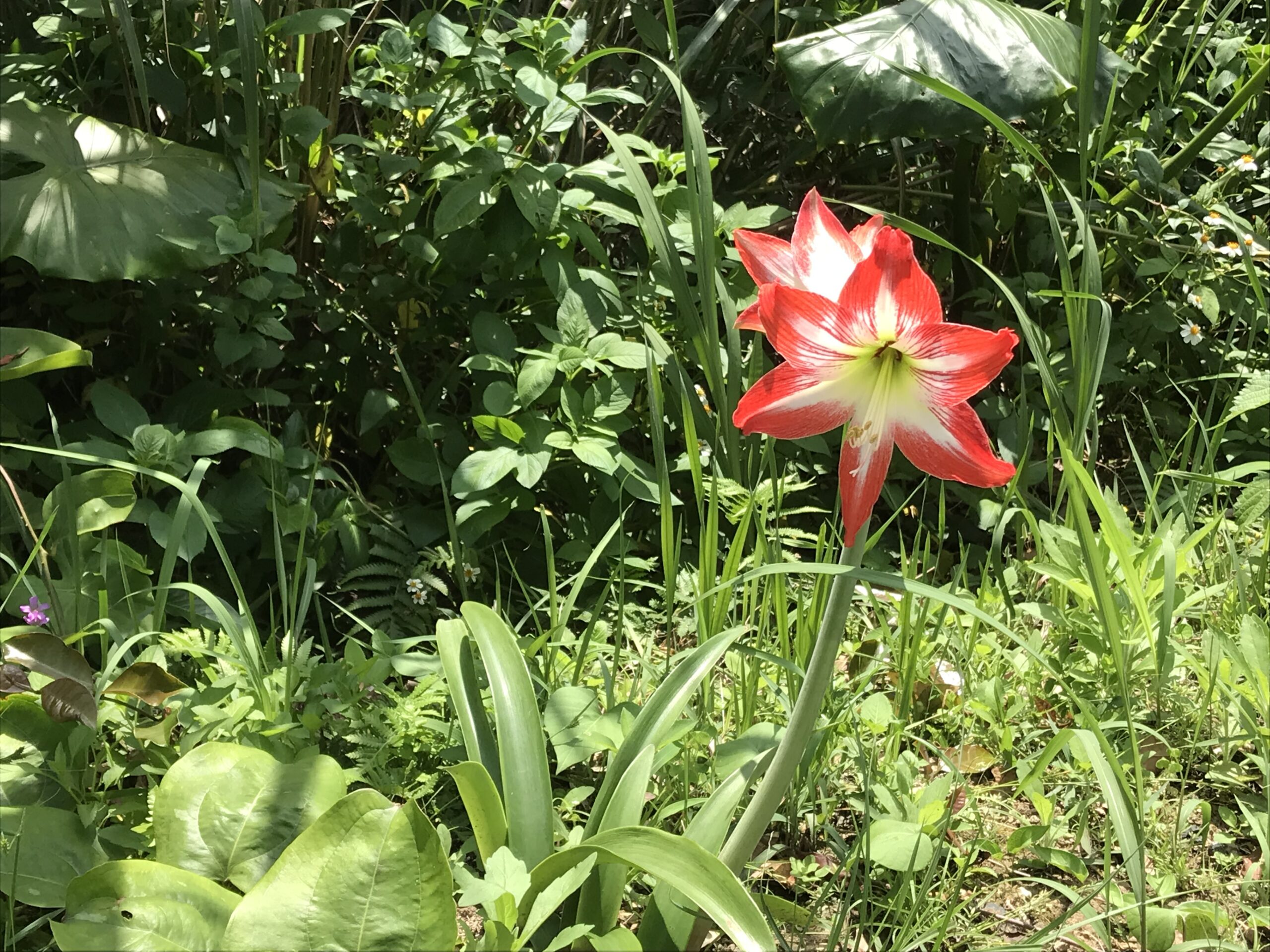 観察記録
